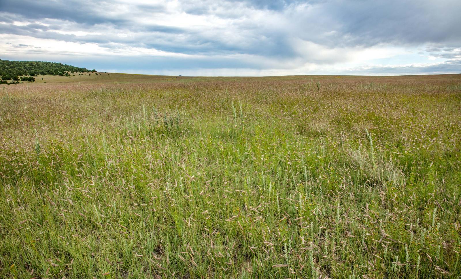 Laughlin Peak Ranch Chas S. Middleton